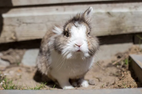 Nowy Urodzony Królik Lub Cute Bunny Piasku Ogrodzie Słodkie Zwierzę — Zdjęcie stockowe