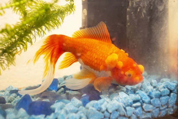 Sick Goldfish Bumbs Its Scale Fish Bowl Pet — Stock Photo, Image