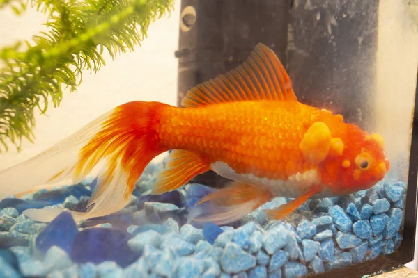 Sick Goldfish Bumbs Its Scale Fish Bowl Pet — Stock Photo, Image