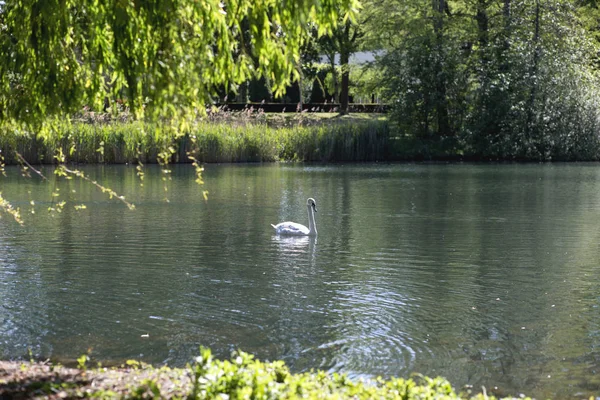 Cygne Blanc Sur Une Rivière Avec Des Feuilles Vertes Lumière — Photo