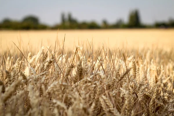 Ripe wheat ears in a field. Wheat field. Background of ripening ears of meadow wheat field.