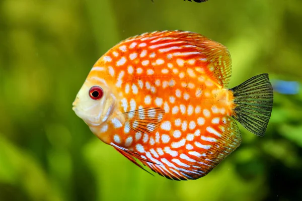 Discusvissen Het Aquarium Discus Zijn Vissen Uit Het Geslacht Symphysodon — Stockfoto