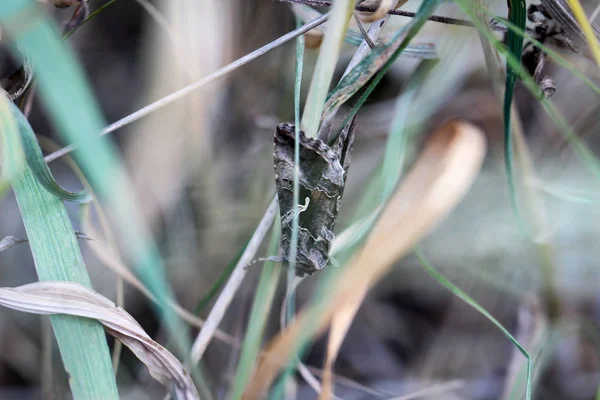 Fjärilsinsekt Natur Flora Och Fauna — Stockfoto