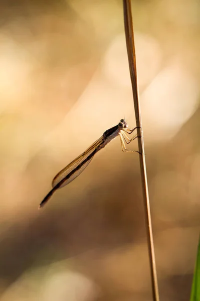 Une Libellule Sur Une Plante Portrait Une Libellule — Photo