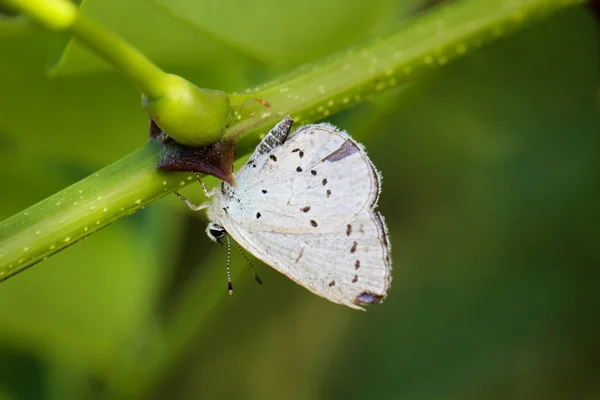Πεταλούδα Έντομο Στη Φύση Χλωρίδα Και Την Πανίδα — Φωτογραφία Αρχείου