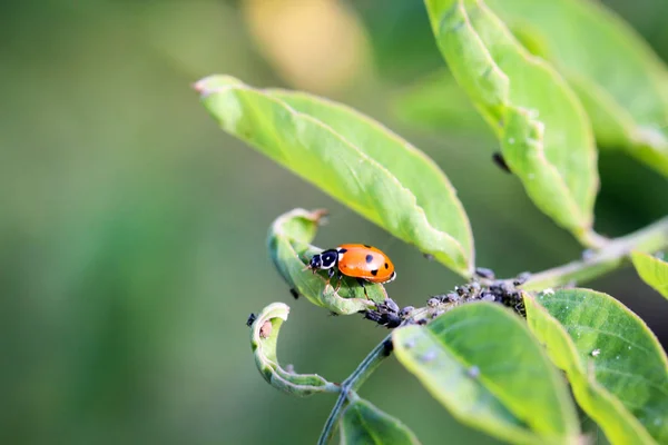 Ladybird Sits Colored Leaf Macro Photo Ladybug Close — Stock Photo, Image