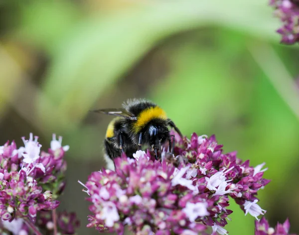 Κοντινό Πλάνο Μέλισσας Σφήκας Μέλισσας Εντόμου Φυτό — Φωτογραφία Αρχείου