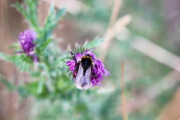 Arı Eşek Arısı Yaban Arısı Bitkinin Üstündeki Böcek — Stok fotoğraf