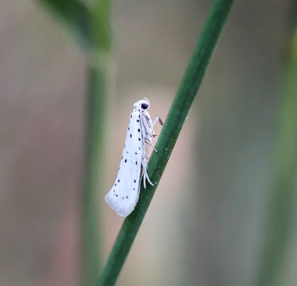 蝴蝶昆虫在自然界 动植物中的作用 — 图库照片