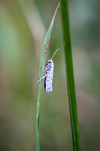 Vlinder Insect Natuur Flora Fauna — Stockfoto