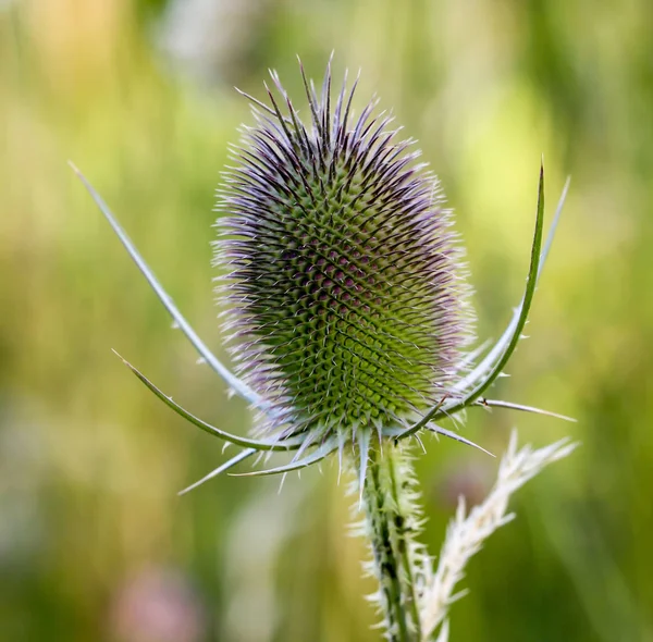 Een Close Van Een Wild Card Distel — Stockfoto