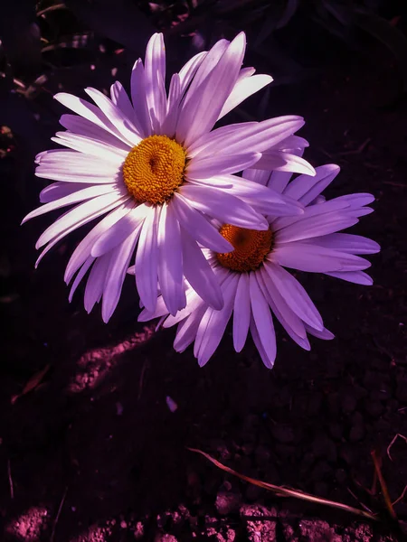 Duas Margaridas Flor Com Pedais Uma Margarida Formando Forma Mãos — Fotografia de Stock