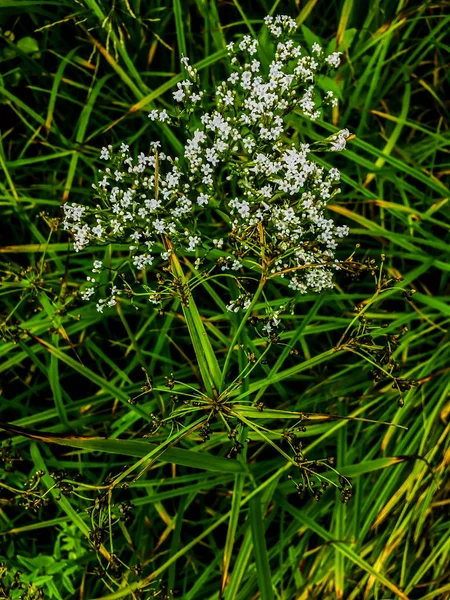 Vit Gräs Blomma Och Grön Bakgrund Små Vita Blommor Ett — Stockfoto