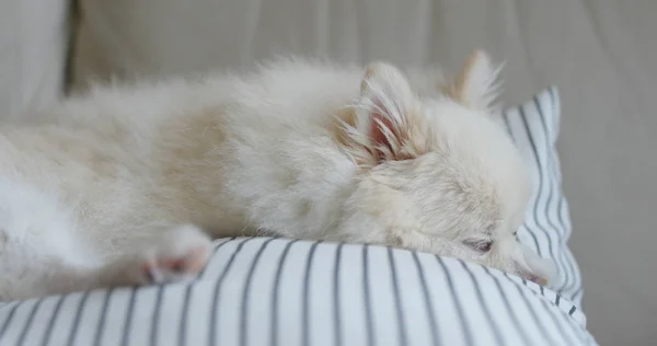 Blanco Pomeranian Dormir Sofá Casa — Foto de Stock