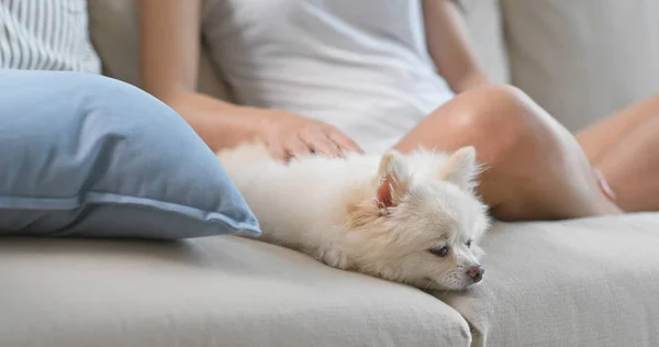 Blanco Pomerania Perro Dormir Sofá Casa — Foto de Stock