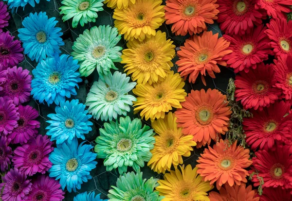 Bellezza Decorazione Floristica Con Fiori Colorati Gerbera — Foto Stock