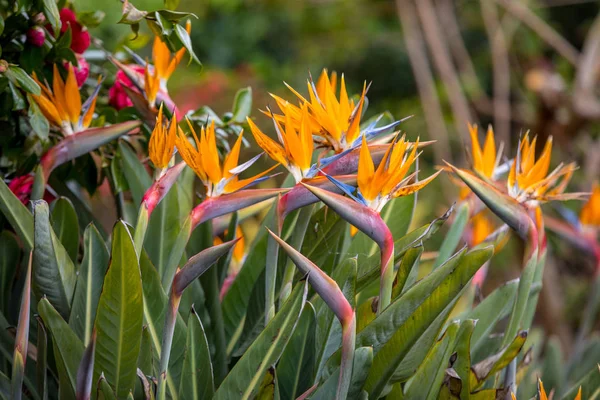 Tropische Bloemenstrelitzia Paradijsvogel Madeira Portugal — Stockfoto