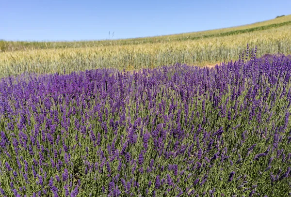 Virágzó Levendula Virágok Provence Iktatott — Stock Fotó