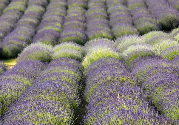 Flores Lavanda Provence Arquivado — Fotografia de Stock