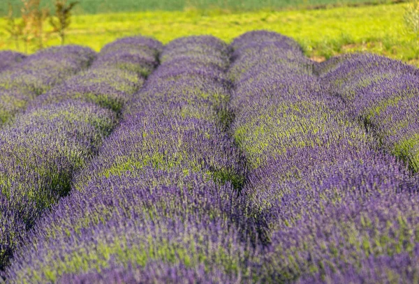 Lavender Flowers Provence Filed — Stock Photo, Image