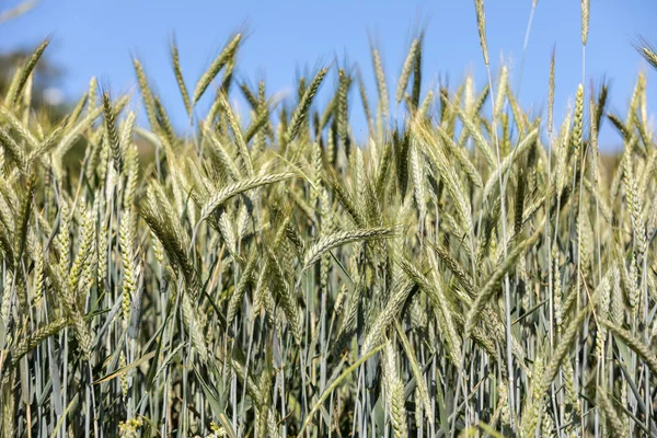 Πεδίο Άγουρων Δημητριακών Στην Προβηγκία Γαλλία — Φωτογραφία Αρχείου