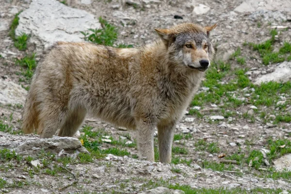 Visão Cênica Lobo Selvagem Natureza — Fotografia de Stock