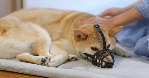 Mulher Escova Shiba Inu Casa — Fotografia de Stock