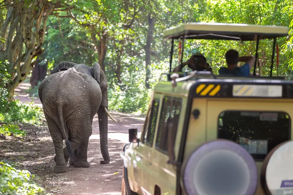 Elefante Africano Salvaje Siendo Observado Por Turista Desde Jeep Techo —  Fotos de Stock