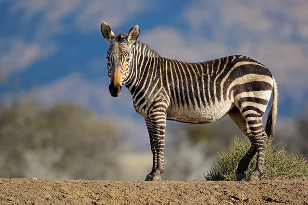 Cape Mountain Zebra Equus Zebra Naturliga Livsmiljöer Mountain Zebra National — Stockfoto