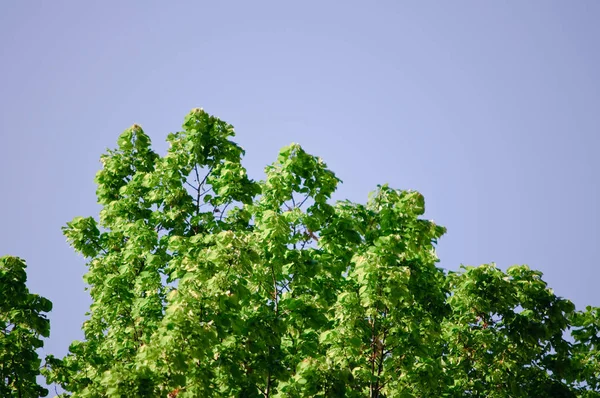 Alberi Con Foglie Verdi Cielo Azzurro Una Giornata Sole — Foto Stock