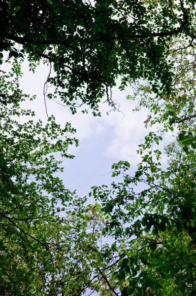 Árboles Con Hojas Verdes Cielo Azul Día Soleado — Foto de Stock