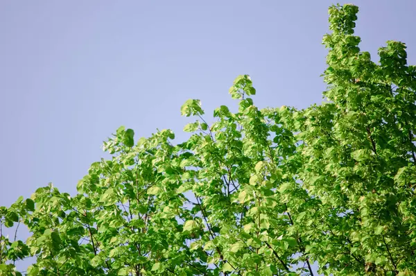 Δέντρα Πράσινα Φύλλα Και Γαλάζιο Ουρανό Μια Ηλιόλουστη Μέρα — Φωτογραφία Αρχείου