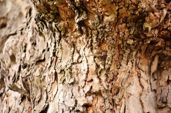 Ağaç Kabuğu Doğa Kerestesi Desenli — Stok fotoğraf