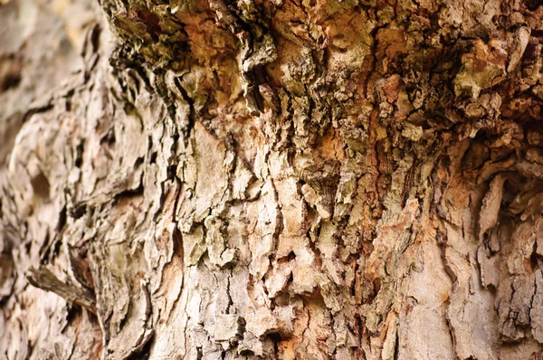 Corteccia Albero Legno Naturale Testurizzato — Foto Stock