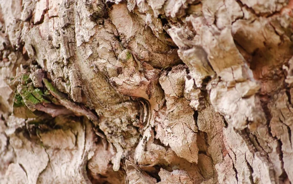 Corteza Árbol Madera Naturaleza Texturizada — Foto de Stock