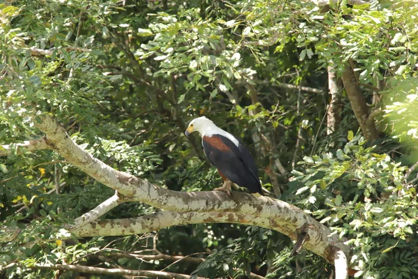 Afrikanischer Fischadler Auf Einem Ast Eines Baumes — Stockfoto