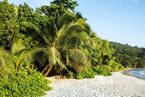 Alberi Cocco Baie Lazare Beach Mahe Island Seychelles — Foto Stock