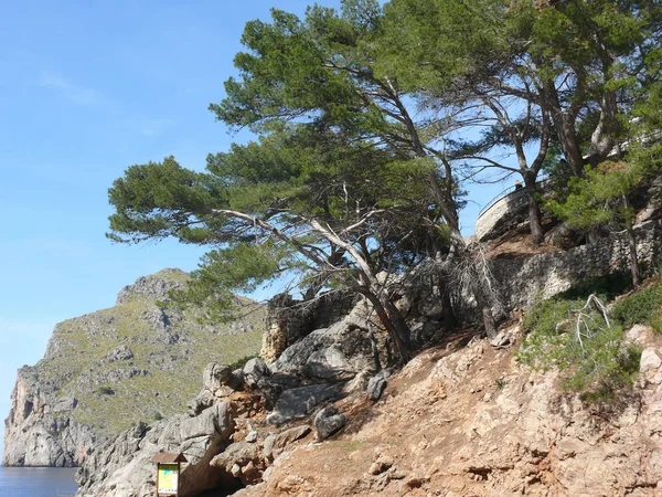 Drzewa Płaszczach Calobra Majorce — Zdjęcie stockowe