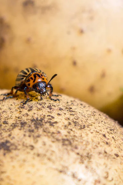 科罗拉多马铃薯甲虫的特写图像 它爬在土豆和绿叶上 吃它们 — 图库照片