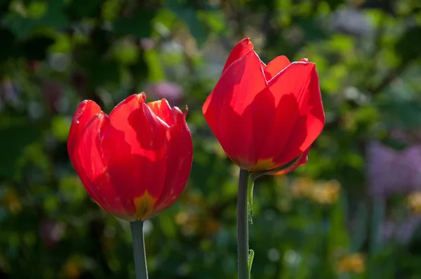 Kaunis Tulppaanit Kukat Terälehdet Kevät Kasvisto — kuvapankkivalokuva