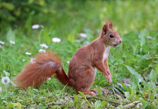 Eichh Rnchen Sciurus Vulgaris Prado — Foto de Stock