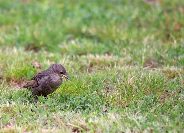 Geine Jungstar Sturnus Vulgaris Auf Der Wiese — Stockfoto