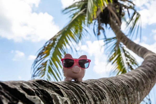 Piggybank Rosa Com Óculos Sol Tronco Palmeira Torta Contra Céu — Fotografia de Stock