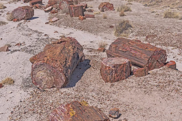 Campioni Tronchi Legno Pietrificato Nel Deserto Nel Parco Nazionale Della — Foto Stock