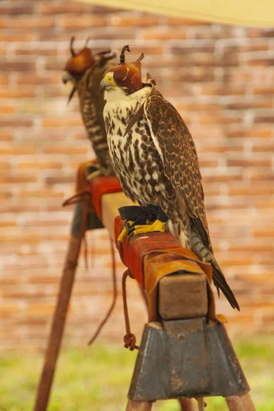 Falconry Predatory Bird Hooded Hawk — Stock Photo, Image