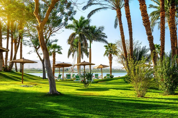 Луг Свежей Зеленой Травой Пальмами Берегу Реки Нил Египет — стоковое фото