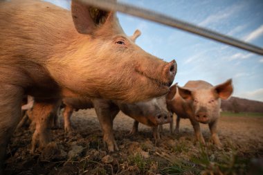 Pigs eating on a meadow in an organic meat farm - wide angle lens shot clipart