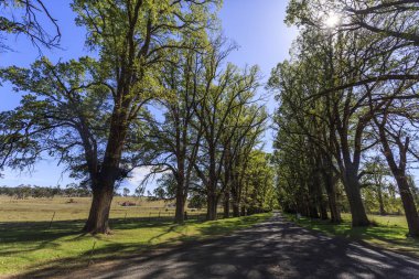 View of the magnificent tree lined avenue of over 200 English Elm trees (Ulmus procera) at Gostwyck Chapel, near Uralla, New South Wales, Australia clipart