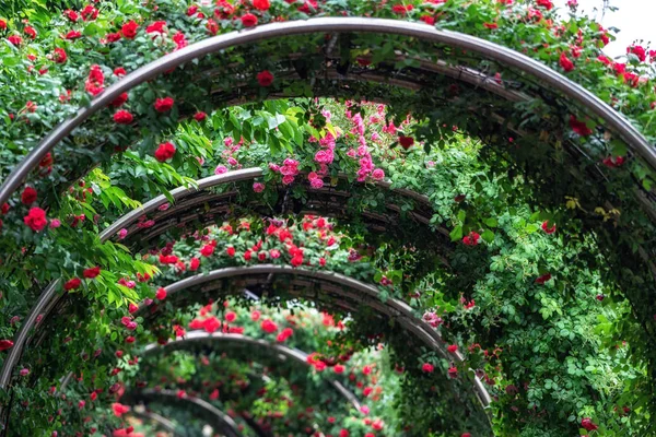 Niekończący Się Tunel Róż Podjęte Podczas Seoul Rose Festival Seulu — Zdjęcie stockowe