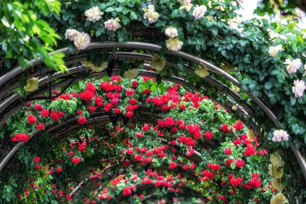 Niekończący Się Tunel Róż Podjęte Podczas Seoul Rose Festival Seulu — Zdjęcie stockowe